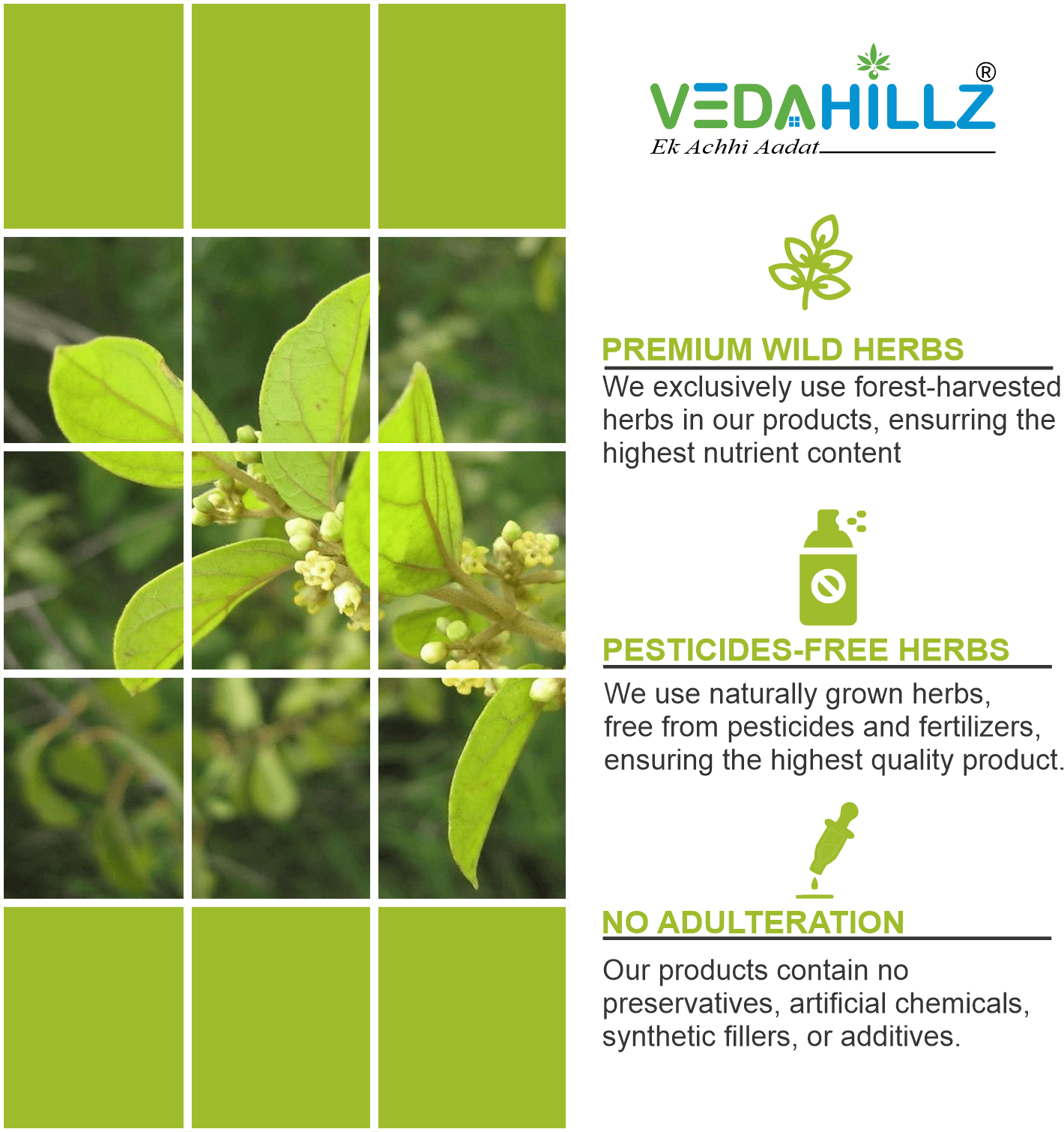 Vedahillz Pure Gudmar Powder Made from Natural Dried Gudmar Leaves